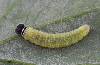 Common Sootywing caterpillar